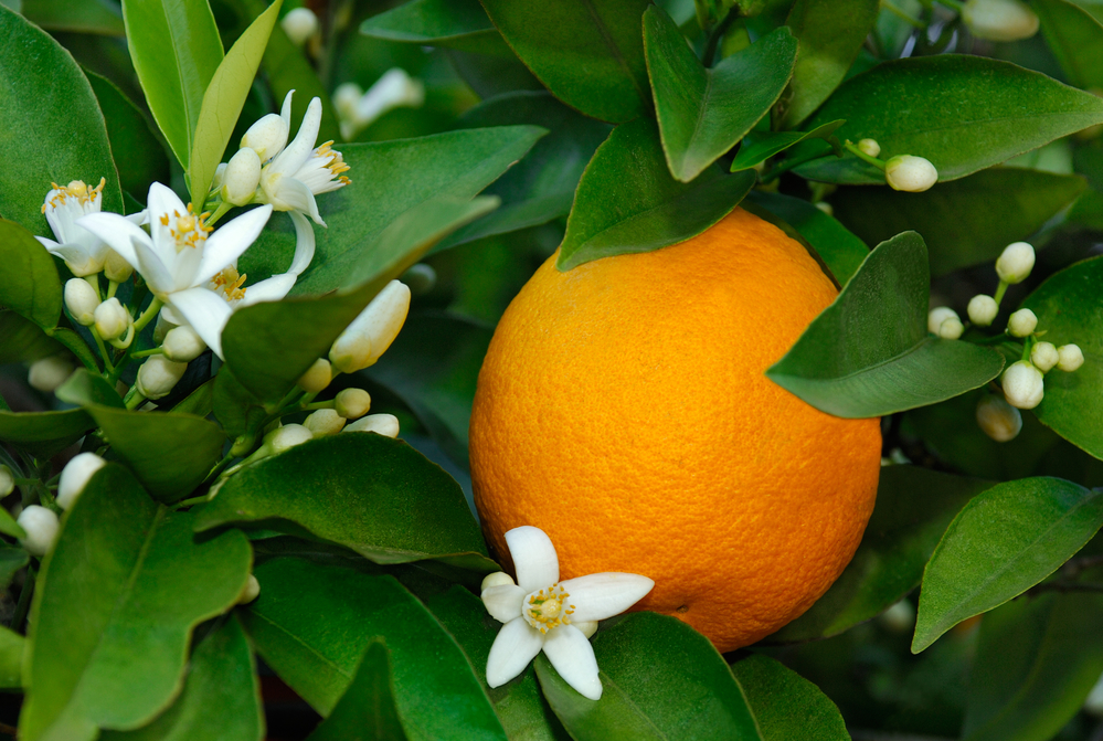 Orange Blossom Special: Externalities and the Coase Theorem - Econlib
